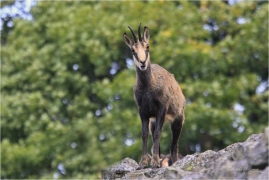 <p>KAMZÍK HORSKÝ (Rupicapra rupicapra) Lužické hory, Studenec ---- /Chamois - Gämse/</p>